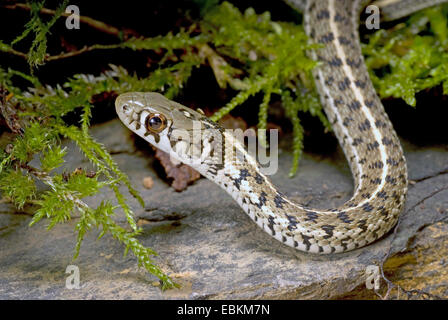 Checkered (Thamnophis marcianus), couché dans la mousse Banque D'Images