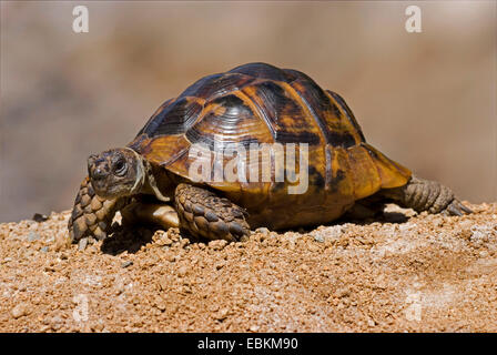 L'eurasienne-thighed tortoise, épi-thighed Méditerranée, tortue, tortue tortue grecque commune (Testudo graeca ibera, Testudo ibera), randonnée pédestre Banque D'Images