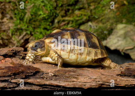 Chat tortue, marginated tortoise (Testudo marginata), allongé sur un tronc Banque D'Images