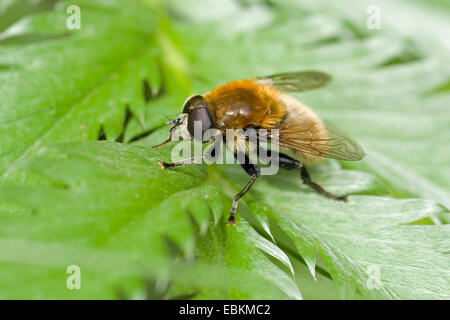 Plus de mouche, Narcisse Fly (Merodon equestris), assis sur une feuille, Allemagne Banque D'Images