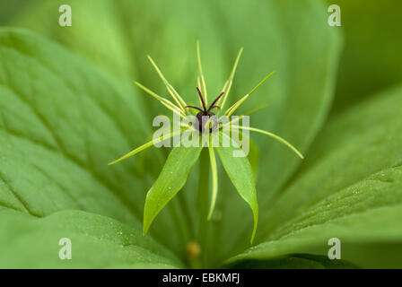 Herb Paris (Paris quadrifolia), fleur, Allemagne Banque D'Images