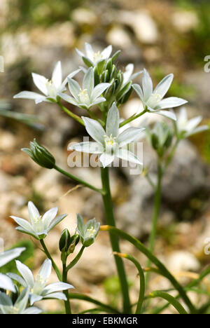 Étoile de Bethléem (Ornithogalum degenianum), inflorescence Banque D'Images