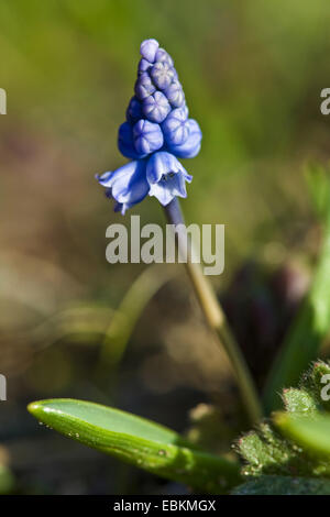 Grape hyacinth (Muscari azureum), inforescence Banque D'Images