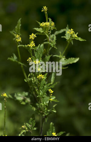 Moutarde de couverture commune, pubescentes-pod moutarde de couverture (Sisymbrium officinale), bloomin, Allemagne Banque D'Images