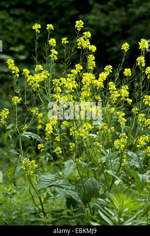 Charlock, champ de maïs, moutarde moutarde (Sinapis arvensis), la floraison, Allemagne Banque D'Images