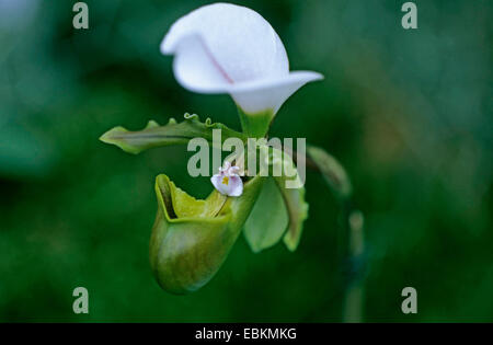 Orchidées Paphiopedilum spicerianum (patins), fleur Banque D'Images