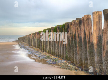 Rangée de poteaux en bois, cultivées avec des algues et les balanes, sur une plage aux Pays-Bas Banque D'Images