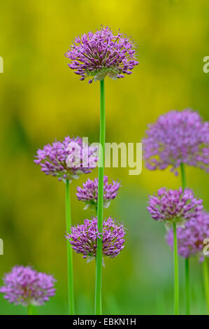 Persan géant allium (Allium aflatunense), blooming Banque D'Images