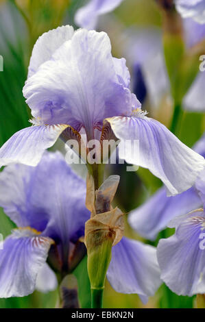 Iris de jardin, l'allemand, l'iris iris, fleur de lis (iris germanica), fleur Banque D'Images