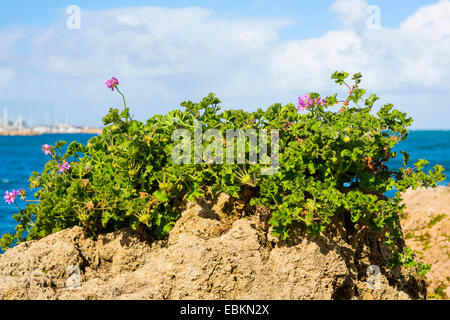 Géranium (Pelargonium spec.), le géranium sur la plage, l'Australie, Australie occidentale, Fremantle Banque D'Images