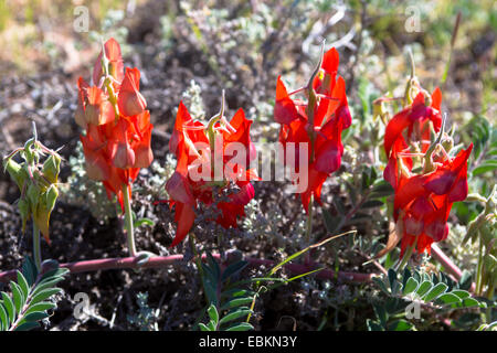 La Sturt Desert Pea (Swainsona formosa, Clianthus formosus), la floraison, l'Australie, Australie occidentale, Coral Bay Banque D'Images