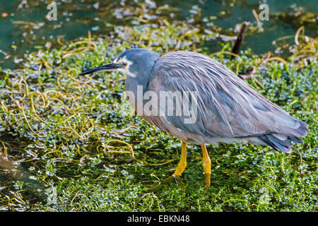 Aigrette à face blanche (Egretta novaehollandiae), en eau peu profonde à la rive, de l'Australie, l'Australie Occidentale Banque D'Images