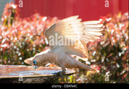 Peu de Corella (Cacatua sanguinea), à une police d'oiseaux, de l'Australie, l'Australie Occidentale Banque D'Images