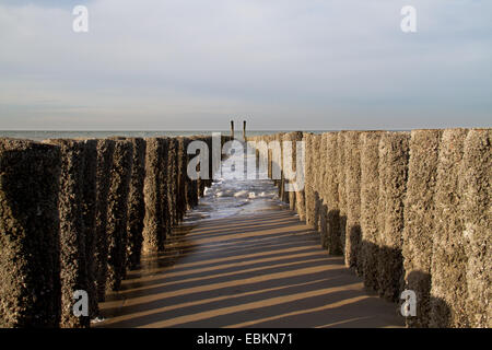 La protection des côtes : double rangée de poteaux en bois, cultivées avec les balanes, sur une plage aux Pays-Bas Banque D'Images