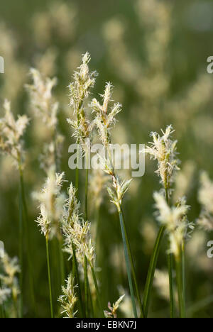 L'herbe-alpin (Carex brizoides), blooming, Allemagne Banque D'Images