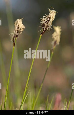 Laîche à feuilles tendres, Mountain (Carex montana), inflorescences, Allemagne Banque D'Images