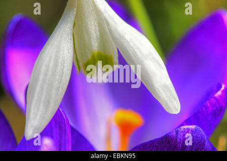 Snowdrop Galanthus nivalis (commune), fleur d'un perce-neige en face d'un crocus, Germany Banque D'Images