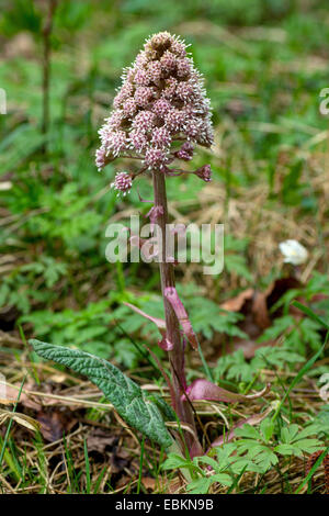 Butterburr (Petasites hybridus), la floraison, l'Allemagne, la Bavière Banque D'Images