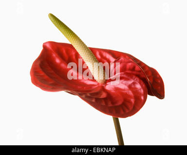 Anthurium fleur sur fond blanc Banque D'Images