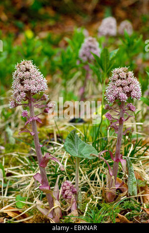 Butterburr (Petasites hybridus), la floraison, l'Allemagne, la Bavière Banque D'Images