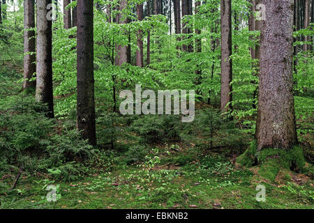 L'épinette de Norvège (Picea abies) forêt de sapins, de hêtres, de l'Allemagne, de Bavière, Oberbayern, Haute-Bavière Banque D'Images