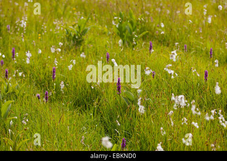 Linaigrette de commun à feuilles étroites, herbe-coton (Eriophorum angustifolium), les hautes terres moor à orchidées et de linaigrettes, Allemagne, Bavière, Staffelsee Banque D'Images