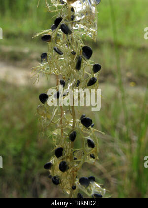 Utriculaire (Utricularia australis de l'ouest), avec des plantes pièges remplis, Allemagne, Rhénanie du Nord-Westphalie Banque D'Images