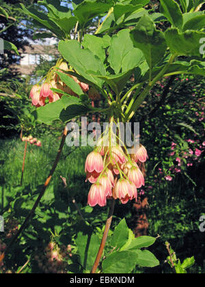 Redvein Enkianthus Enkianthus campanulatus (en fleurs), Banque D'Images