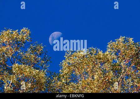 Au cours de la demi-lune de l'eucalyptus, l'Allemagne, l'Australie occidentale, le parc national de Karijini Banque D'Images