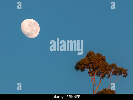 Lune au-dessus de l'arbre d'eucalyptus, de l'Australie, l'Australie Occidentale Banque D'Images