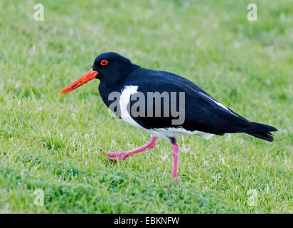 L'huîtrier pie (Haematopus longirostris), dans un pré, de l'Australie, l'Australie Occidentale Banque D'Images