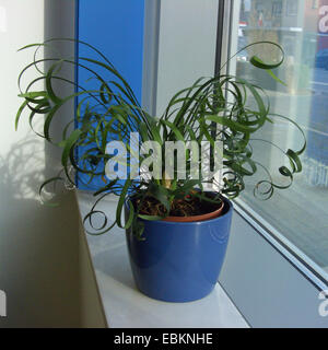 Lys Blanc Turf (Ophiopogon 'Curly Lady', Ophiopogon Curly Lady), plante en pot sur un rebord de fenêtre Banque D'Images