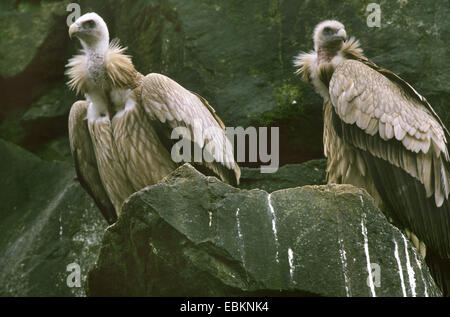 Griffon Gyps himalayensis (Himalaya), deux Himalayan griffon sur un rocher Banque D'Images