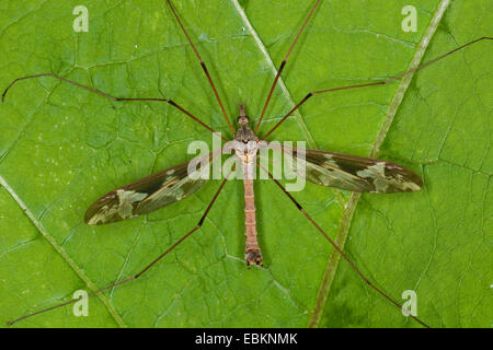 Cranefly géant, Crane fly, fly-Grue (Tipula maxima), homme assis sur une feuille, Allemagne Banque D'Images