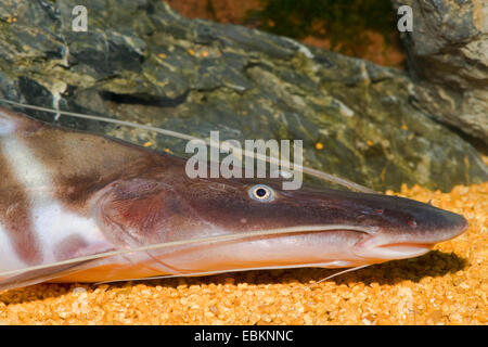 Shovelnose Tiger catfish, Zebra, Tigrinus Shovelnose cat Tiger Tiger, poisson-chat, le poisson-chat rayé (Merodontotus tigrinus), portrait Banque D'Images