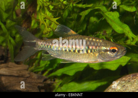 Red-eyed characin (Arnoldichthys spilopterus), natation Banque D'Images
