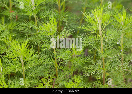 Le sud de l'absinthe (Artemisia abrotanum, southernwood), les germes Banque D'Images