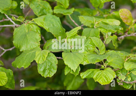 La noisette de Sorcière, sorcière-américaine Hazel (Hamamelis virginiana), feuilles Banque D'Images