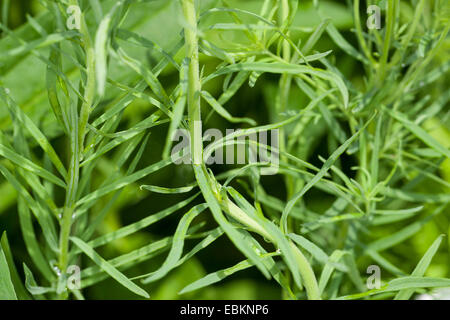 Linaire vulgaire, la linaire jaune, ramsted, le beurre et les oeufs (Linaria vulgaris), les feuilles avant la floraison, Allemagne Banque D'Images