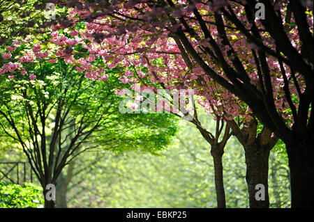 Cherry (Prunus serrulata oriental), arbres en fleurs dans une rangée, détail Banque D'Images