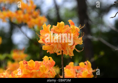 Rhododendron (Rhododendron spec.), la floraison orange azalea Banque D'Images