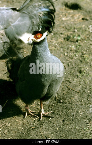 Blue-eared pheasant (Crossoptilon auritum), front view Banque D'Images