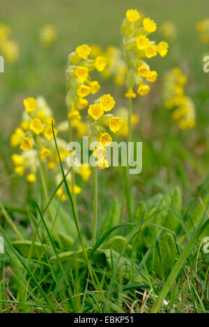 (Primrose Primula veris coucou bleu), la floraison, Allemagne Banque D'Images