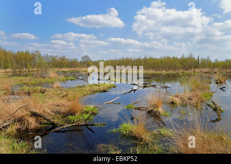 Moor lake avec mise en miroir des nuages, Allemagne Banque D'Images