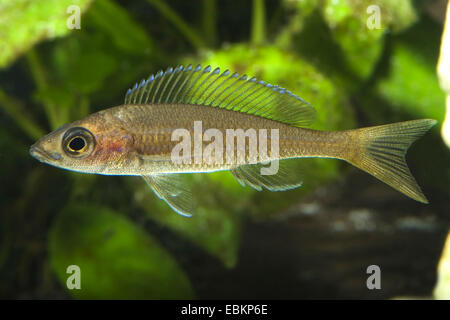 Black-fin Cyprichromis brieni (cichlidés, Paracyprichromis nigripinnis), race néon bleu Banque D'Images