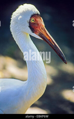 Grue de Sibérie, la grue blanche de Sibérie, la neige Crane (Grus leucogeranus), portrait Banque D'Images