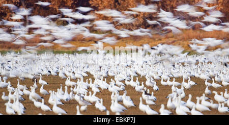 Oie des neiges (Anser caerulescens atlanticus, Chen caerulescens atlanticus), l'oie des neiges en hiver, Bosque del Apache USA, Nouveau Mexique Banque D'Images