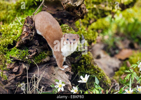 Moins la belette (Mustela nivalis), sur la masse de la forêt, de l'Allemagne, la Bavière Banque D'Images