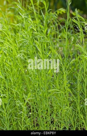 Linaire vulgaire, la linaire jaune, ramsted, le beurre et les oeufs (Linaria vulgaris), les pousses avant la floraison, Allemagne Banque D'Images