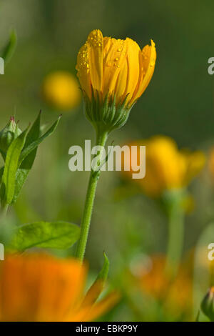 Jardin-souci officinal (Calendula officinalis), flowerbud avec gouttes de Banque D'Images